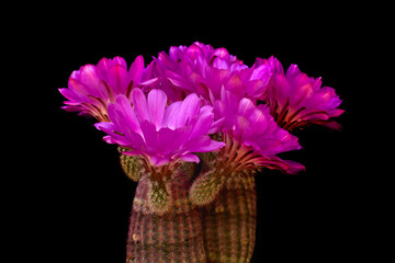 cacti with beautiful and colorful flowers on a black background