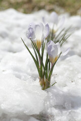 Fototapeta na wymiar Spring flowers - white crocuses bloom in the park in April, a beautiful template for a web screensaver. Snow shiny cover melts near primroses, Easter card design.