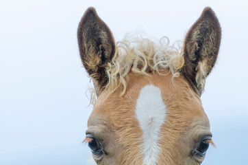 Headshot on a Horse with Curly Hair in Switzerland.