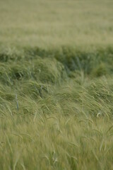 FHD WALLPAPER - green  field