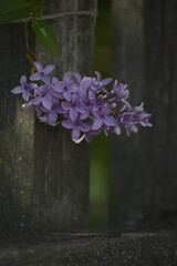 FHD WALLPAPER - flovers