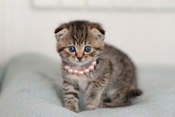 cute kitten