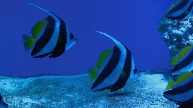 Pterophyllum scalare, black and white stripes and yellow fins.