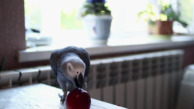 Beautiful African Grey Parrot eating fruit inside the house.