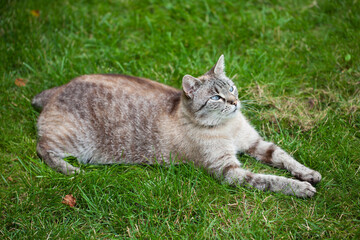 Obraz premium Cat resting on grass in garden.