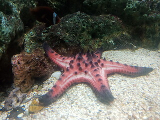 sea starfish in the sea