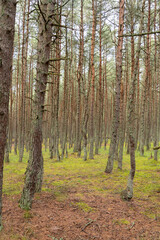 An image of a dancing forest on the Curonian Spit in the Kaliningrad region in Russia.