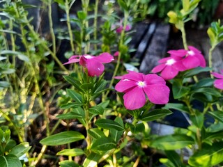 flower, nature, garden, pink, plant, purple, flowers, bloom, summer, blossom, spring, beauty, leaf, petal, flora, blooming, leaves, gardening, beautiful, macro, orchid, violet, color, closeup, clemati
