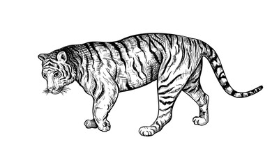 Hand drawn black and white sketch of Tiger. Wild animal. Tiger is a symbol of the 2022 Chinese New Year. Holiday vector illustration of Zodiac Sign of tiger for greeting card, flyer, banner, calendar