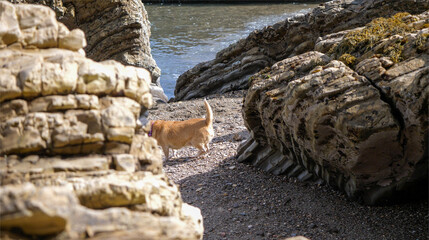 dog on the beach in tide pool