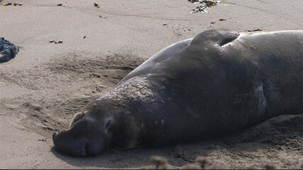 elephant seal sleeping on the beach