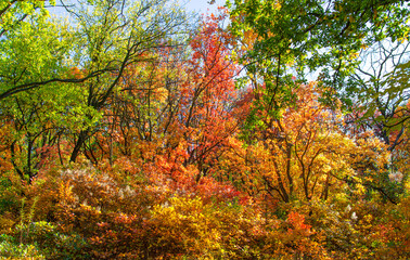 autumn colors red green yellow foliage trees forest
