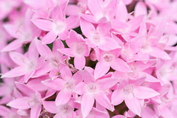 Fototapeta premium ピンクの花