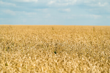 yellow haystack in the field