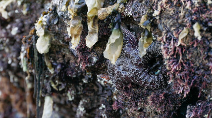 Fototapeta na wymiar close up of a starfish in a tide pool