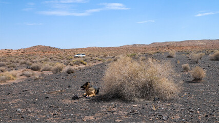 German shepherd dog in lava flow in the desert