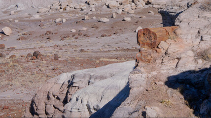 petrified wood in the desert