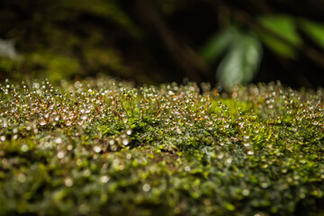 ละอองหมอก