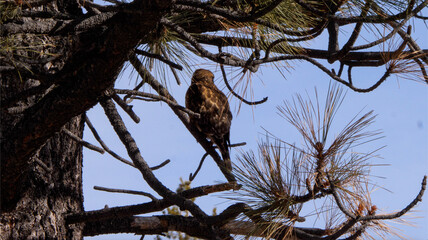 hawk on a tree in the forest, looking away from the camera
