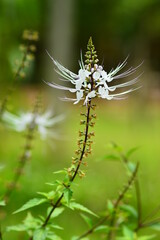 สมุนไพรในป่าลึก