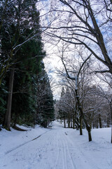 新雪に包まれた公園の風景