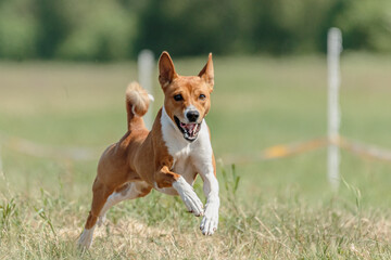 Naklejka na ściany i meble Basenji dog running in green field on lure coursing competition