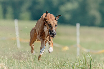 azawakh running lure coursing competition on field