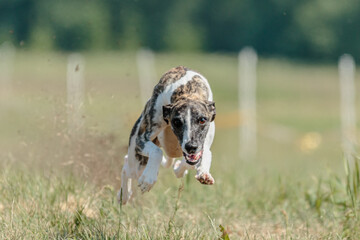 Whippet sprinter running on field chasing a lure