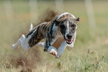 Whippet racing straight sprint on field