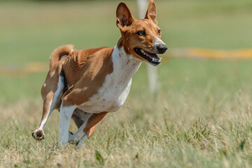 Naklejka na ściany i meble Basenji dog training coursing runs across the field