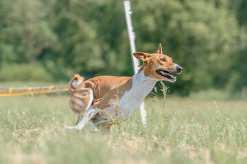 Basenji dog running in green field on lure coursing competition
