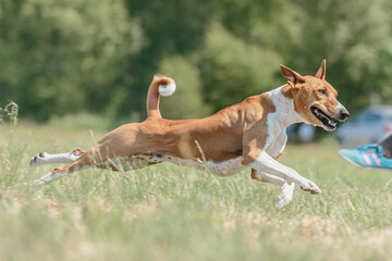 Basenji dog running in green field on lure coursing competition