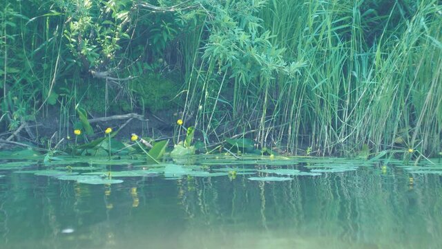 The magic river. Yellow water lilies bloom on the water near the river bank. The Berd River. Siberia.