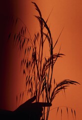 Obraz premium silhouette of a tree