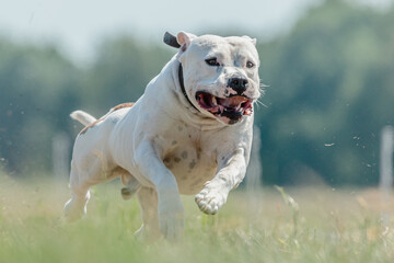 Obraz premium Staffordshire Bull Terrier running full speed at lure coursing sport