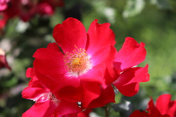 Obraz premium kraftvoll