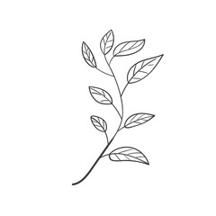 Hand Drawn Botanical Leaf Doodle Wildflower