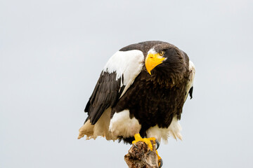 Steller's sea eagle sits on a stump against the background of blue sky. The bird of prey looks down