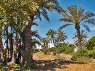 Obraz premium Palmeraie