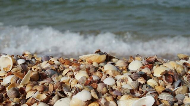 Beautiful seashell beach at sunset by the sea