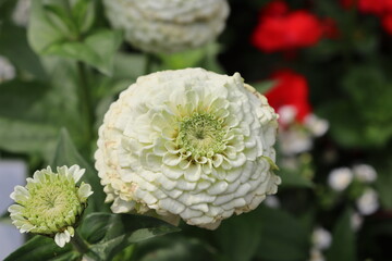 white chrysanthemum flower