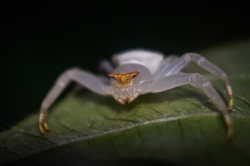 spider on a leaf