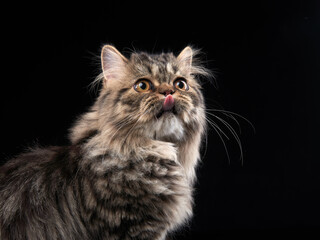 Scottish tabby cat on black background. Pet Portrait in the studio. stuck out his tongue