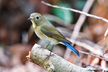 Beauty Bird at wildlife