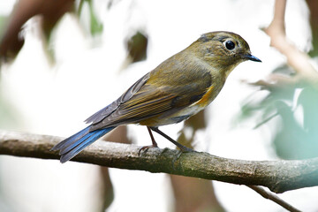 Beauty Bird at wildlife