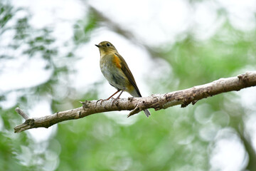 Beauty Bird at wildlife
