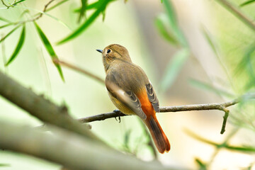 Beauty Bird at wildlife