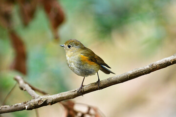 Beauty Bird at wildlife