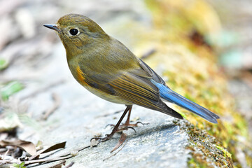 Beauty Bird at wildlife