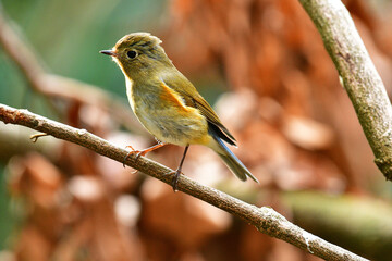 Beauty Bird at wildlife